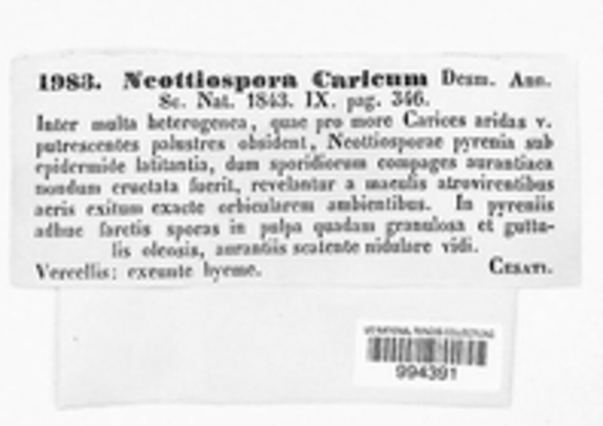 Neottiospora caricum image